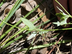 Xanthosia candida