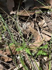 Xanthosia candida