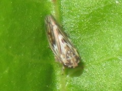 Agallia consobrina
