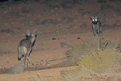 Hyaena hyaena