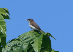 Ramsayornis modestus
