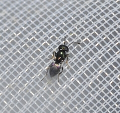 Encyrtinae