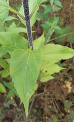 Heliopsis helianthoides