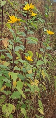 Heliopsis helianthoides