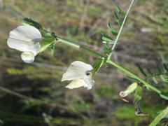 Lathyrus grandiflorus