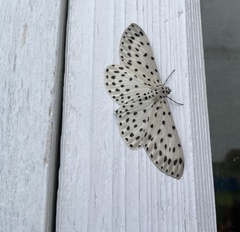 Antipercnia belluaria