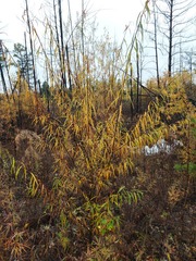 Salix schwerinii