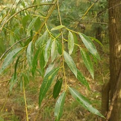 Salix euxina