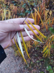 Salix schwerinii