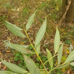 Salix euxina