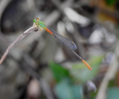 Ceriagrion cerinorubellum