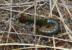Cormocephalus