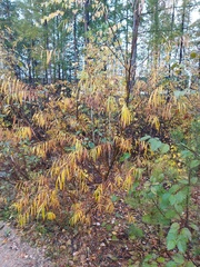 Salix schwerinii