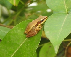 Indosylvirana