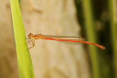 Argiocnemis rubescens