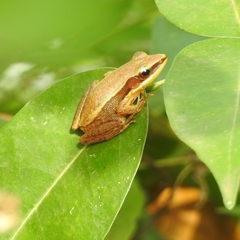 Indosylvirana