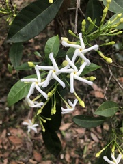 Tabernaemontana pandacaqui