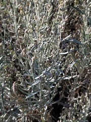 Artemisia cana