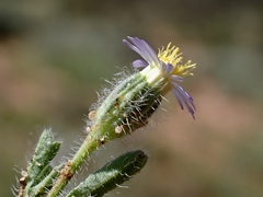 Vittadinia dissecta hirta