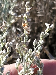 Artemisia cana