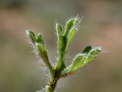 Vittadinia dissecta hirta