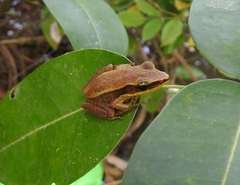 Indosylvirana
