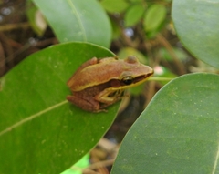 Indosylvirana