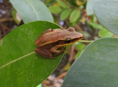 Indosylvirana