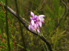 Sowerbaea juncea