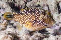 Canthigaster natalensis