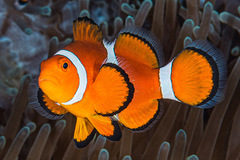 Amphiprion ocellaris