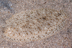 Pardachirus marmoratus