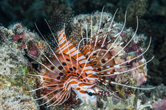 Pterois antennata