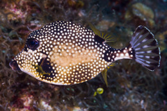 Lactophrys triqueter