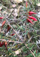 Stenanthera conostephioides