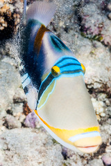 Rhinecanthus aculeatus