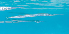 Platybelone argalus