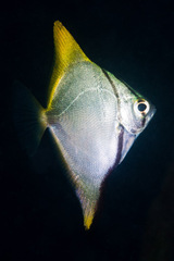 Monodactylus argenteus