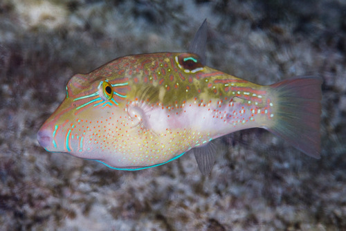 Bennetti's sharpnose puffer (Canthigaster bennetti) — Tetraodontidae — 2