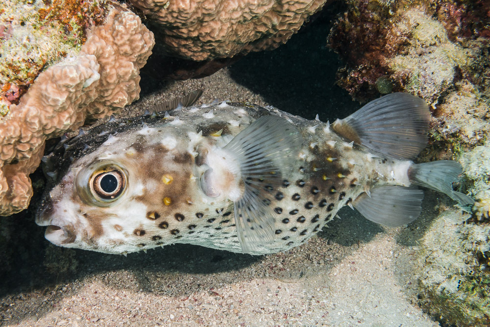 Spotbase Burrfish