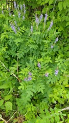 Galega orientalis