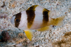 Amblypomacentrus breviceps