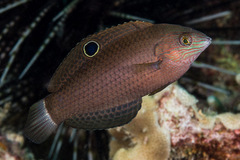 Halichoeres marginatus