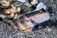 Cryptocentrus melanopus