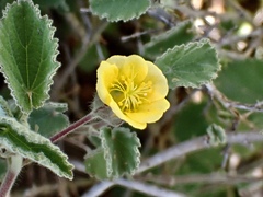 Abutilon fraseri