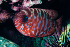 Heteropriacanthus fulgens