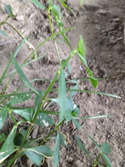 Alternanthera philoxeroides