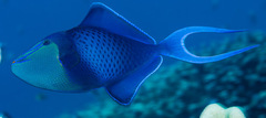 Odonus niger