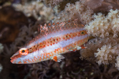 Oxycheilinus orientalis