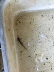 Caudata